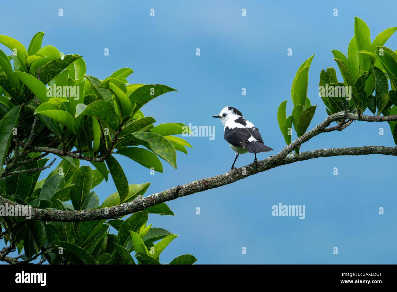 Ein Rattenwassertyrann, Fluvicola pica, thront auf einem Baum im Sonso Lagoon Nature Reserve in Kolumbien. Stockfoto