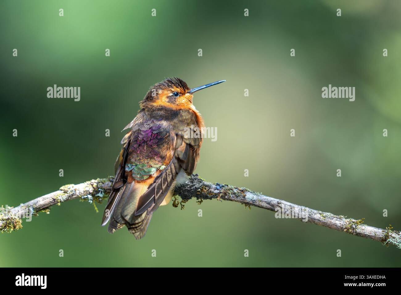 Der farbenfrohe Rücken eines Shining Sunbeam Kolibri, der auf einem Ast im Hochland Kolumbiens thront. Stockfoto