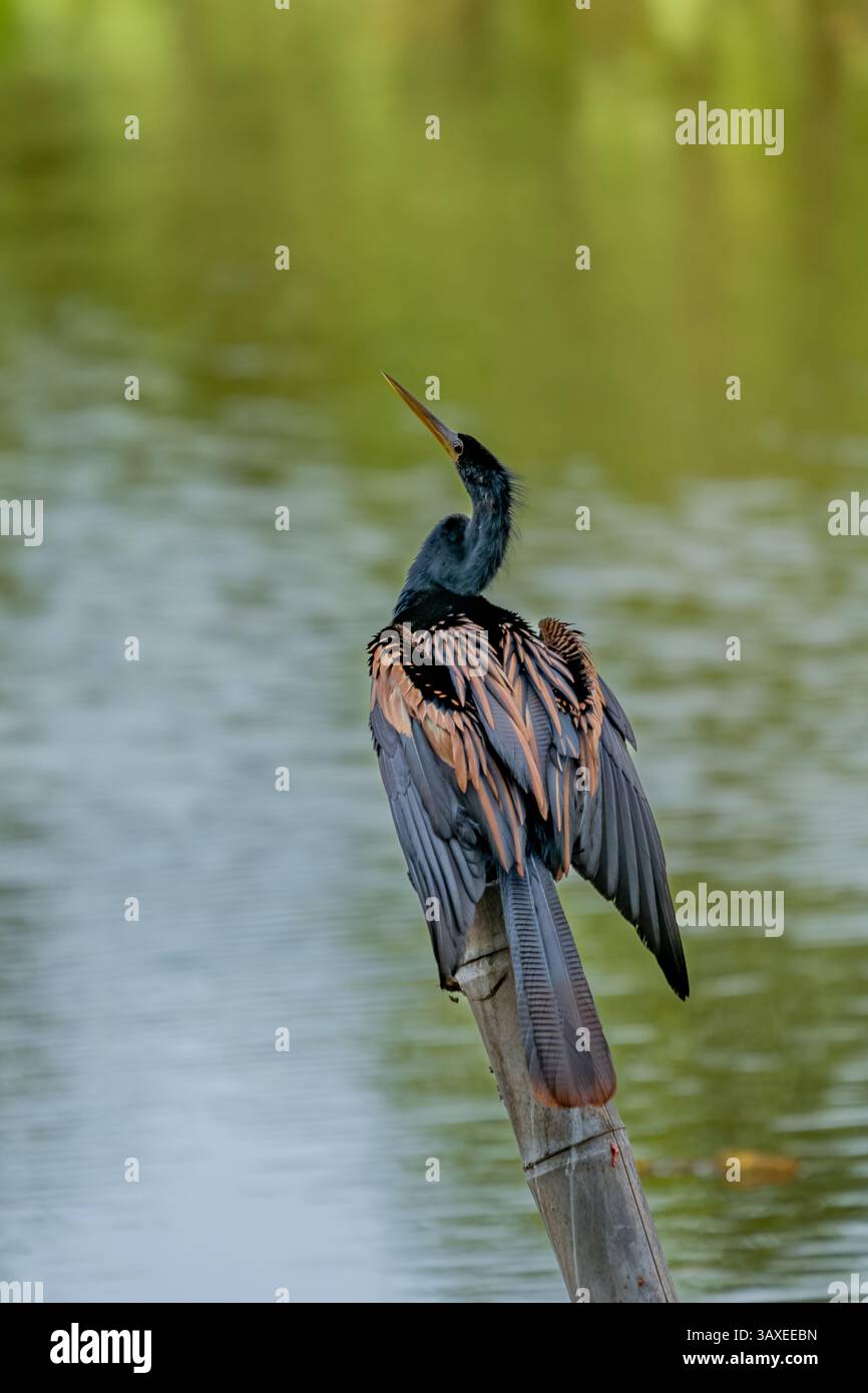 Ein männlicher Anhinga, Anhinga anhinga, der auf einem Holzstamm im Sonso Lagoon Nature Reserve in Kolumbien thront. Stockfoto