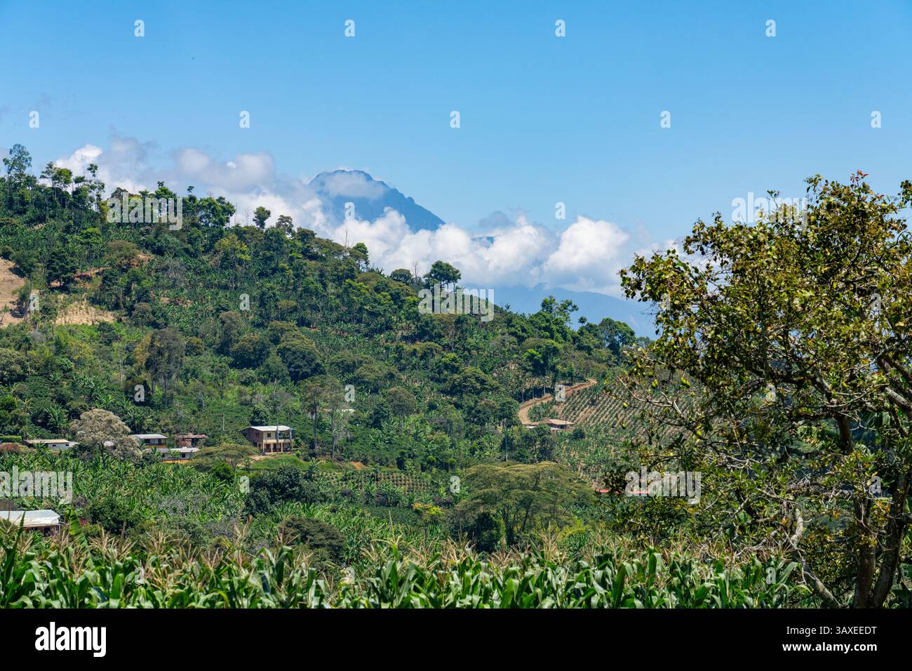 Kleine, familiäre Kaffee- und Bananenfarmen oder Plantagen an den Hängen in der Nähe von Jardin, Kolumbien. Kaffeeerzeuger bauen oft auch Bananen an, um ihnen ja zu geben Stockfoto