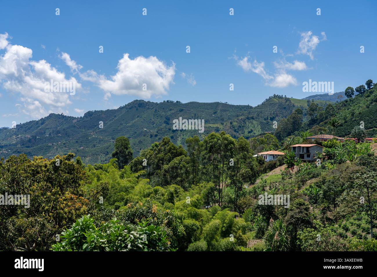 Kleine, familiäre Kaffee- und Bananenfarmen oder Plantagen an den Hängen in der Nähe von Jardin, Kolumbien. Kaffeeerzeuger bauen oft auch Bananen an, um ihnen ja zu geben Stockfoto