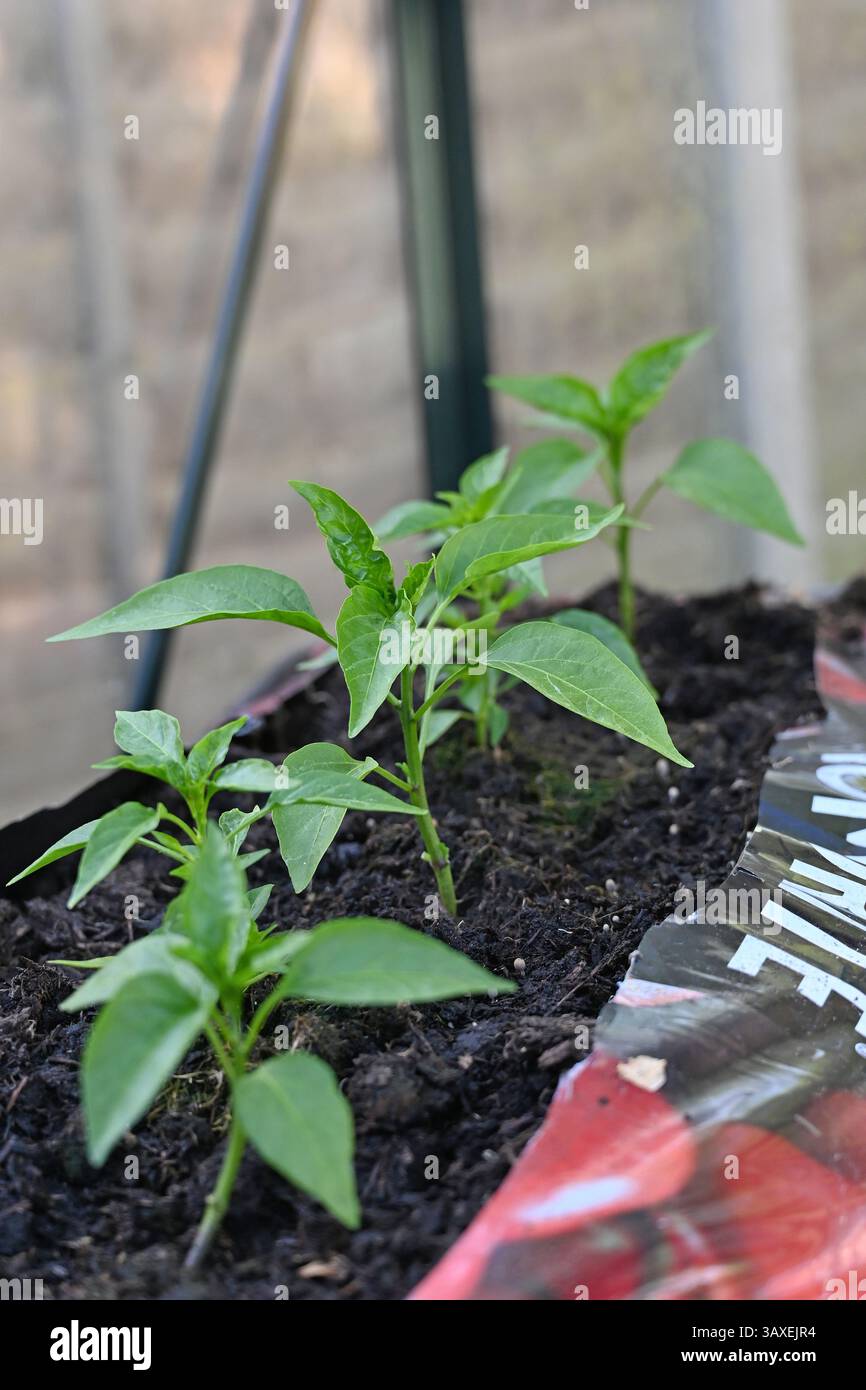 Chilipflanzen im Growbag Stockfoto