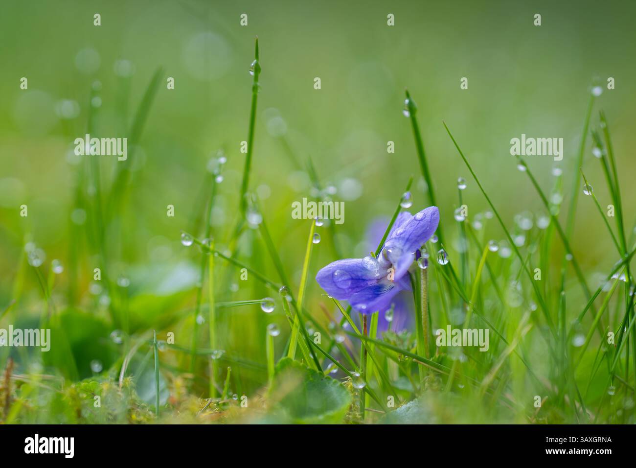 Duftendes Violett, Viola odorata L., blaue und dunkelviolette Frühlingsblumen auf einem Grashintergrund mit Tropfen auf den Blütenblättern. Stockfoto