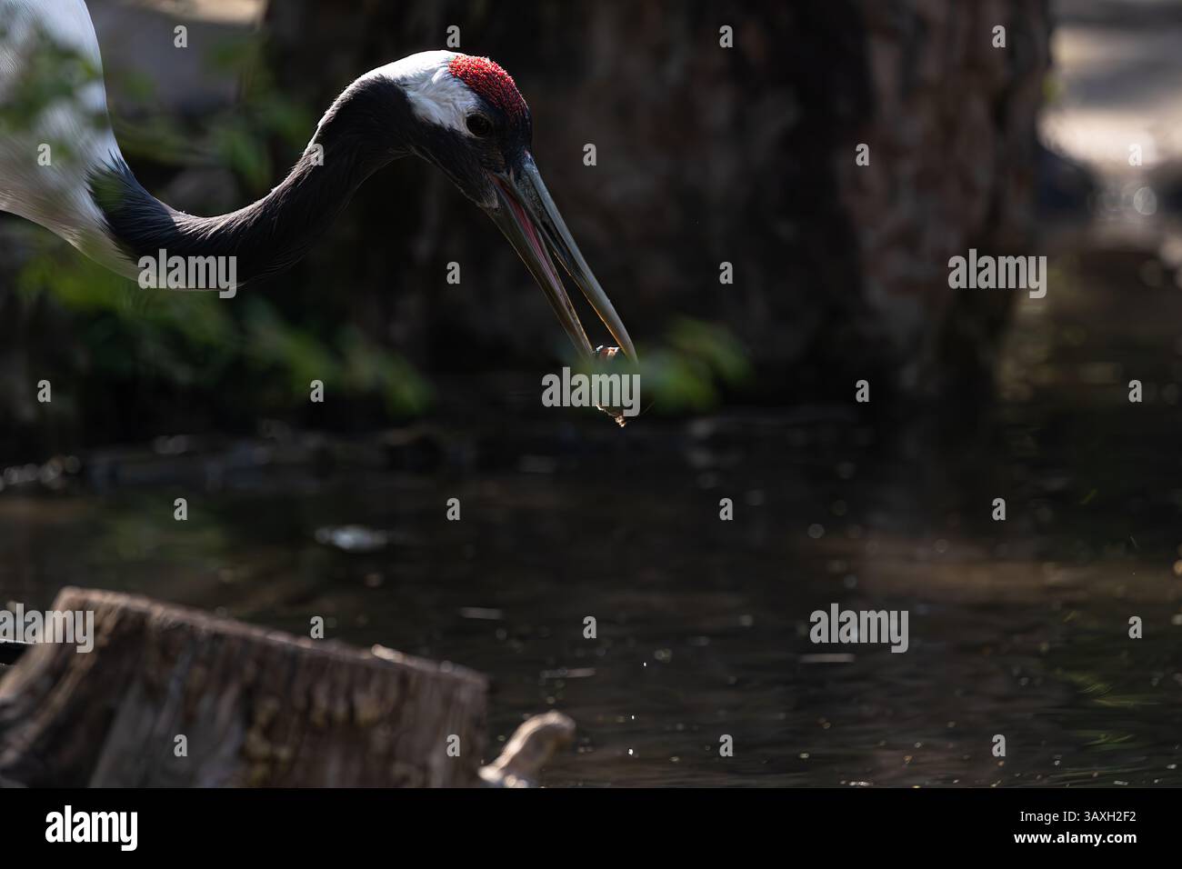 Nahporträt eines Rotkräns (Grus japonensis) bei einem Drink, wobei die berühmte rote Krone hervorgehoben wird. Tierwelt in der Natur. Stockfoto