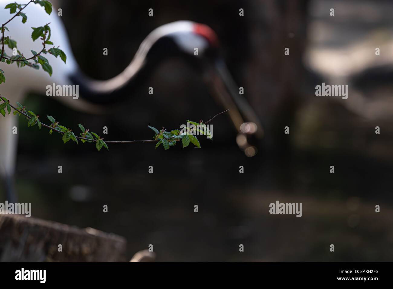 Frische Blätter auf dem Zweig im Fokus. Verschwommener roter Kran und Naturhintergrund. Subtile Tierwelt. Stockfoto