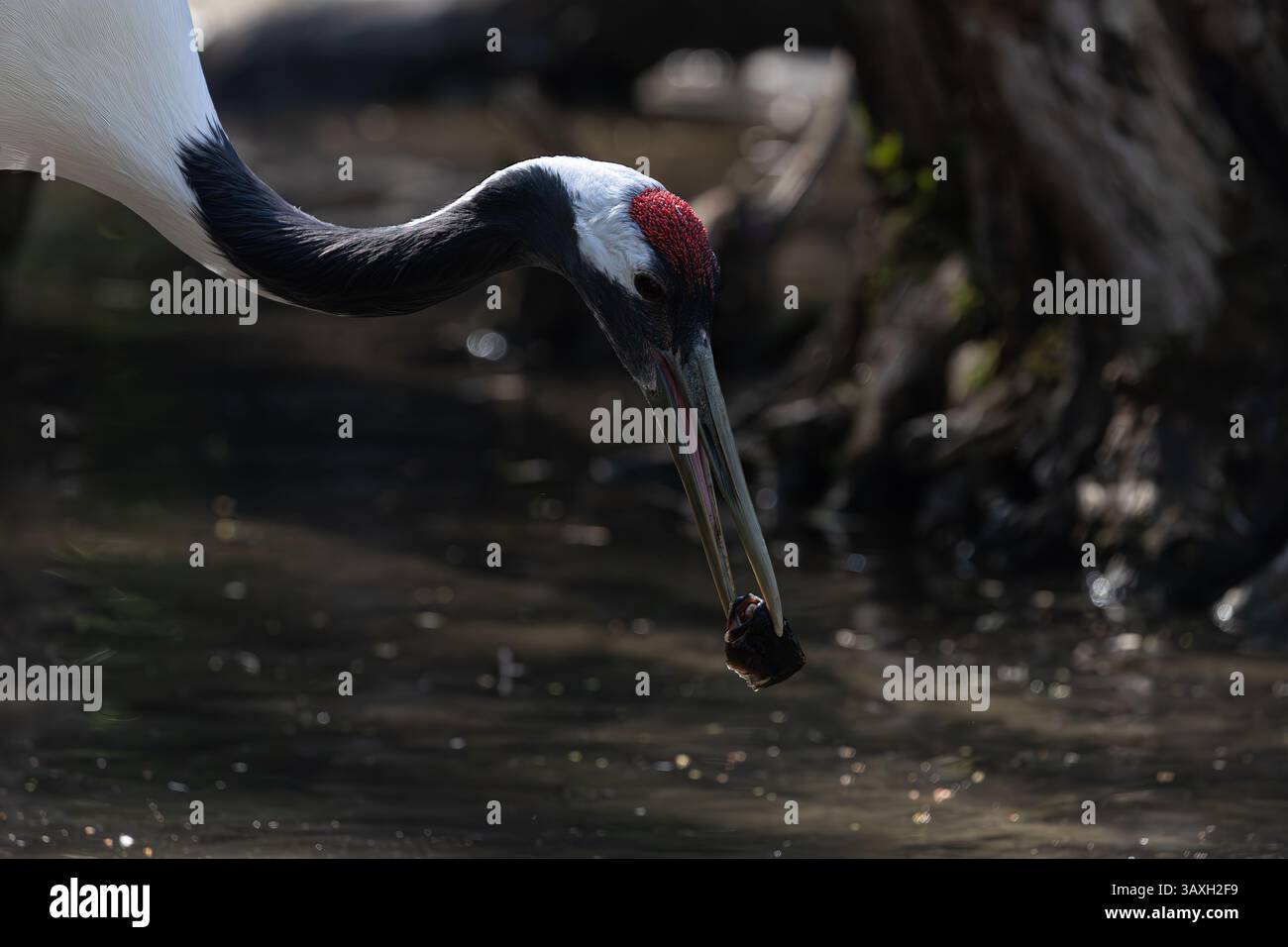 Tierporträt: Kranprofil mit roter Krone. Leuchtend rote Krone und auffälliges schwarz-weißes Gefieder. Stockfoto