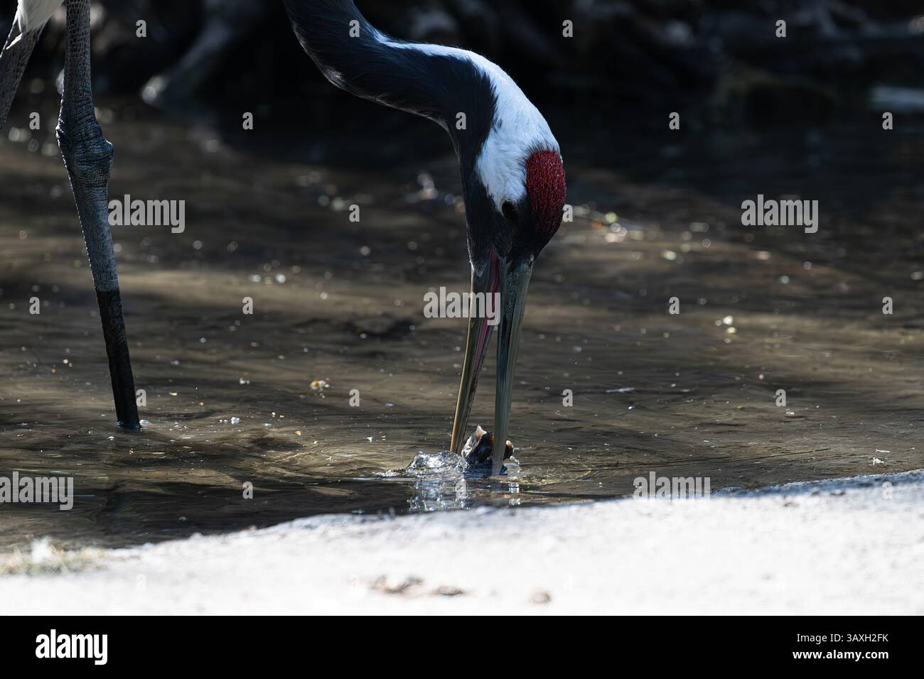 Roter Kran, der in flachem Wasser in der Nähe des Randes steht, möglicherweise Eis. Konzentrieren Sie sich auf Beine und Reflexion. Tierwelt. Stockfoto Roter Kran, der in flachem Wasser in der Nähe des Randes steht, möglicherweise Eis. Konzentrieren Sie sich auf Beine und Reflexion. Tierwelt. Stockfoto