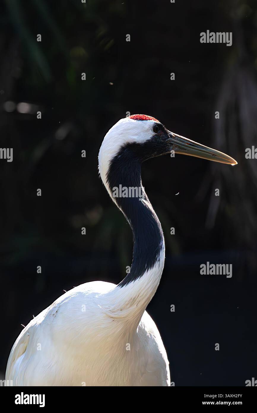 Elegantes Krankopfprofil mit roter Krone. Konzentrieren Sie sich auf die rote Krone und den schwarzen Hals. Detail der wunderschönen Wildvögel. Stockfoto