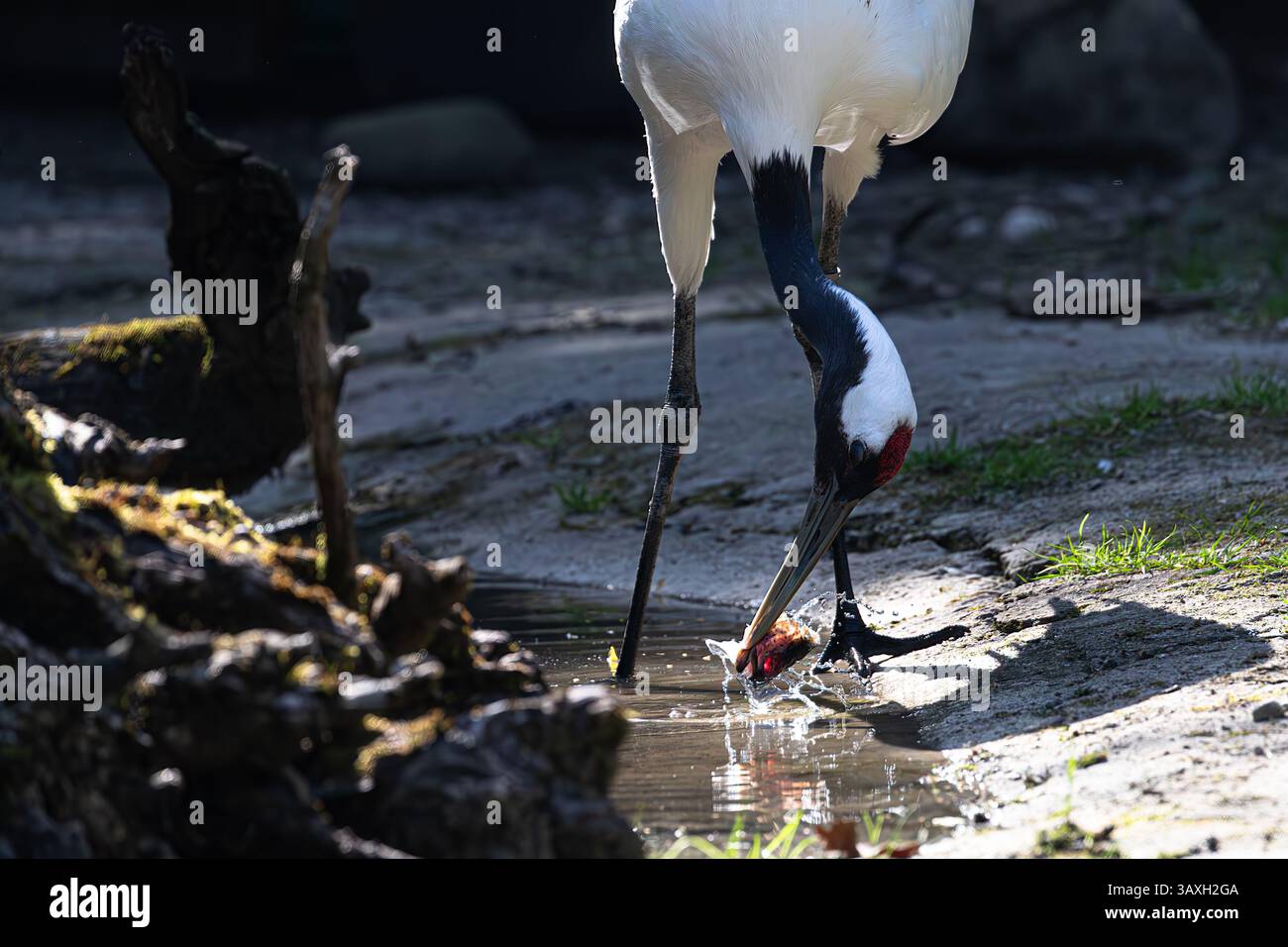 Dynamisches Spritzen! Rotkräne auf der Suche nach/Fütterung im Wasser. Erfasst intensive Wassertropfen und Action. Stockfoto