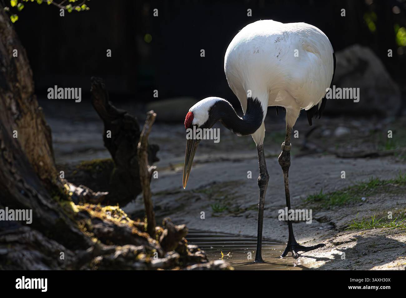 Energiegeladener Rotkräne, der im Wasser spritzt. Dynamische Wildtiersuche mit Wassertropfen. Stockfoto