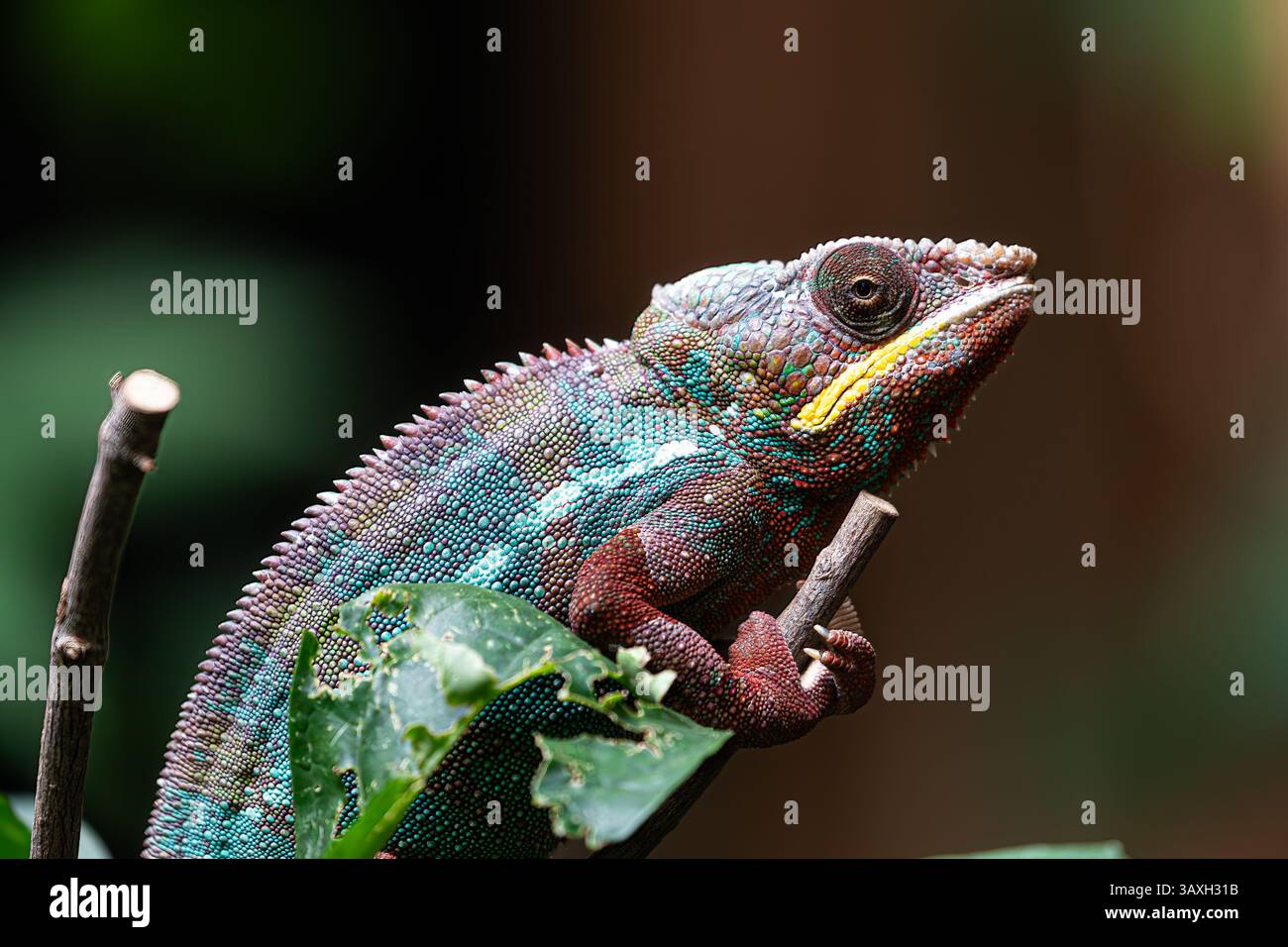 Wildtiere: Nahaufnahme eines Chamäleonkopfes, der das einzigartige Auge und die gemusterte Haut hervorhebt. Stockfoto