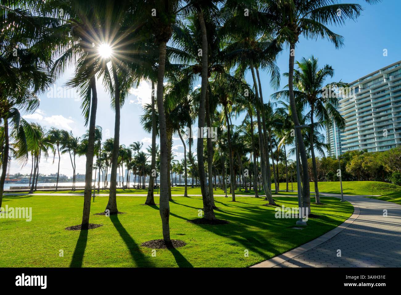 Palmen im South Pointe Park in South Beach, Miami Beach, Florida Stockfoto