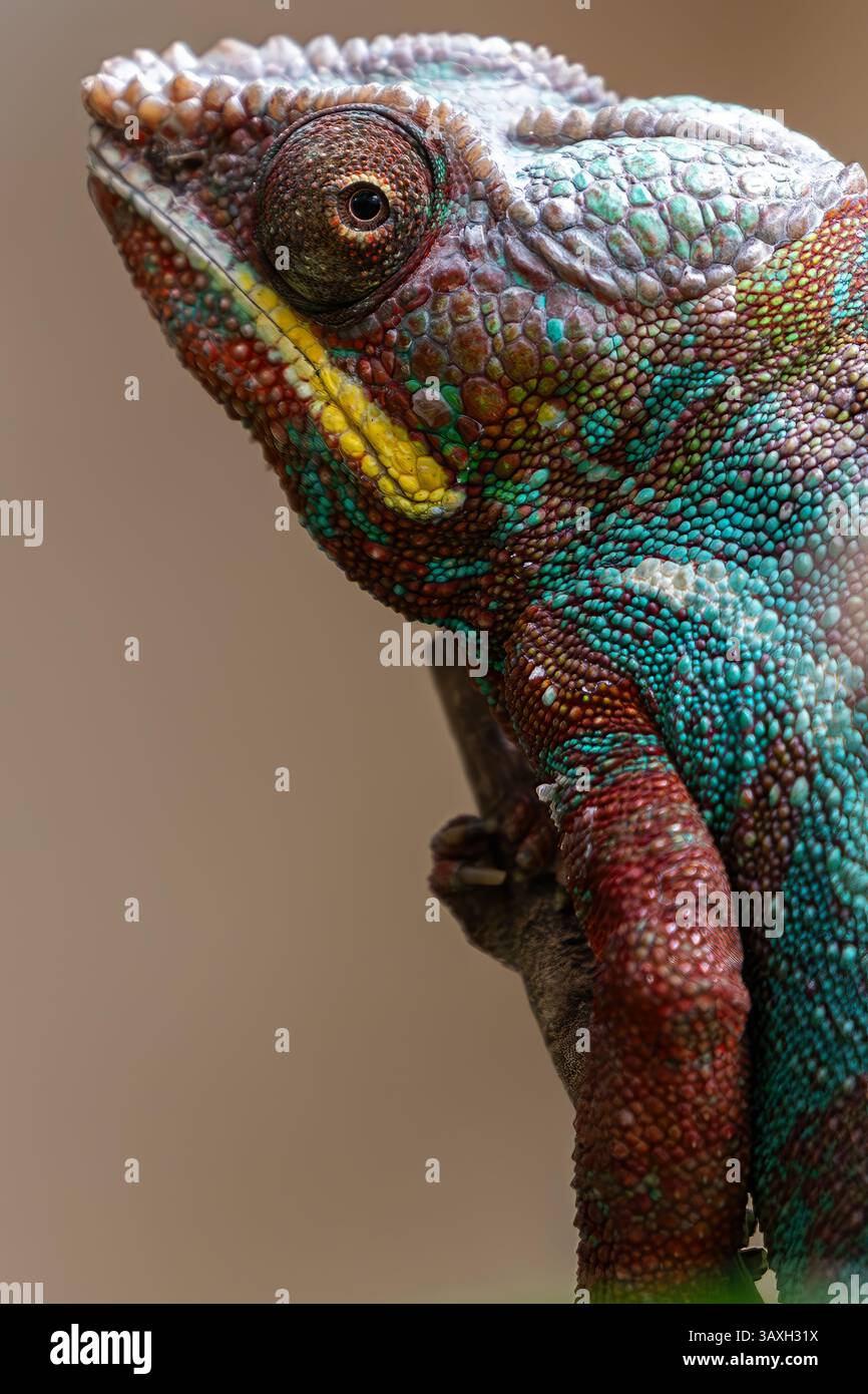 Extreme Nahaufnahme von Kopf und Auge eines farbenfrohen Chamäleons. Unglaubliche Detailtreue bei Skalen und Textur. Stockfoto