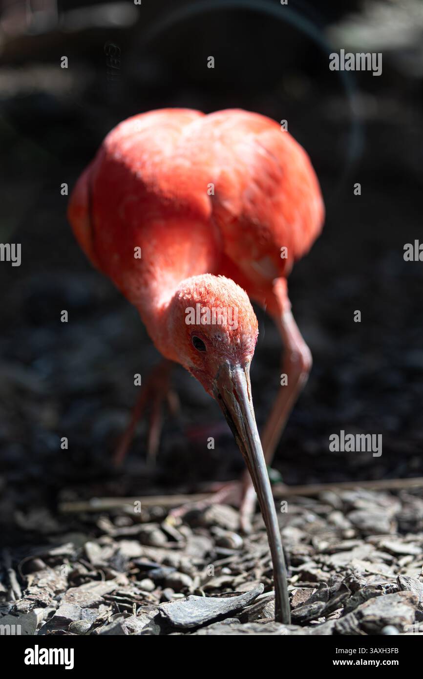 Leuchtender roter Vogel (Scarlet Ibis) mit Blick nach unten. Nahkopf, Schnabel, Beine auf dem Boden. Tierporträt. Stockfoto