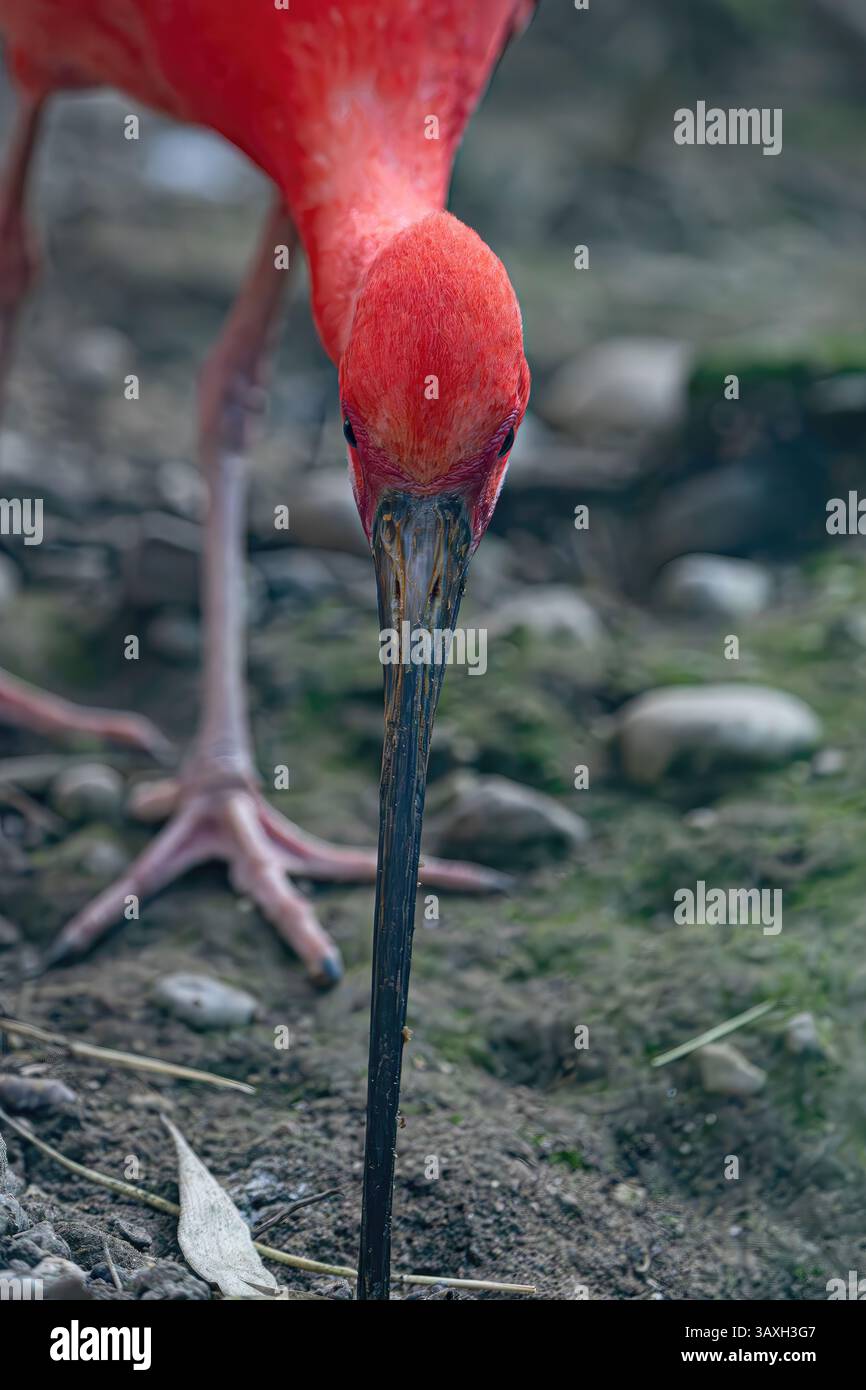 Wunderschöner Scarlet Ibis Vogel, der auf der Suche nach Essen am Boden ist. Konzentrieren Sie sich auf Kopf, Schnabel und auffällige rote Farbe. Stockfoto