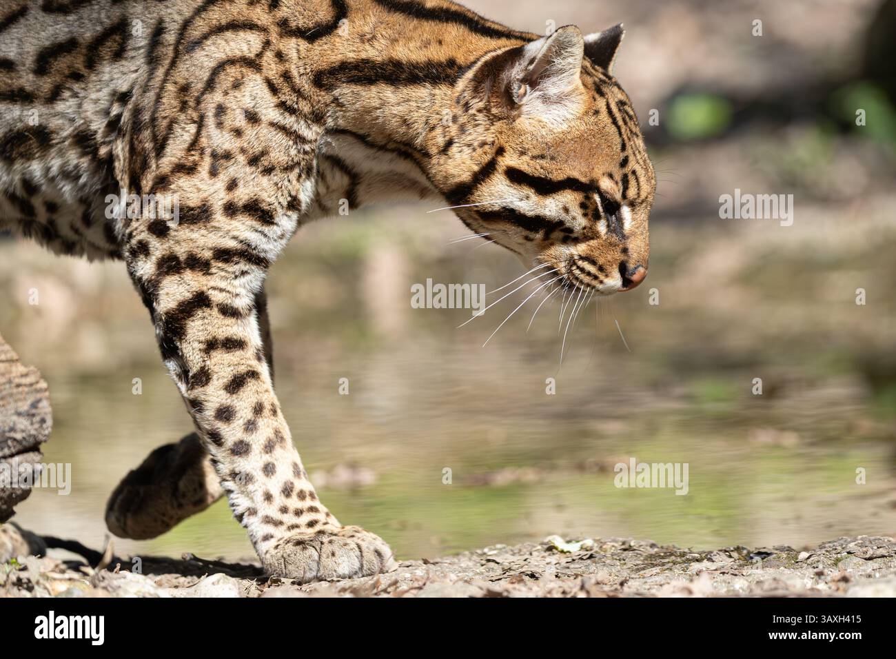 Ozelot-Gehen mit Fokus. Gefleckte Wildkatze, die sich durch ihren Lebensraum bewegt. Action mit natürlichen Tieren. Stockfoto