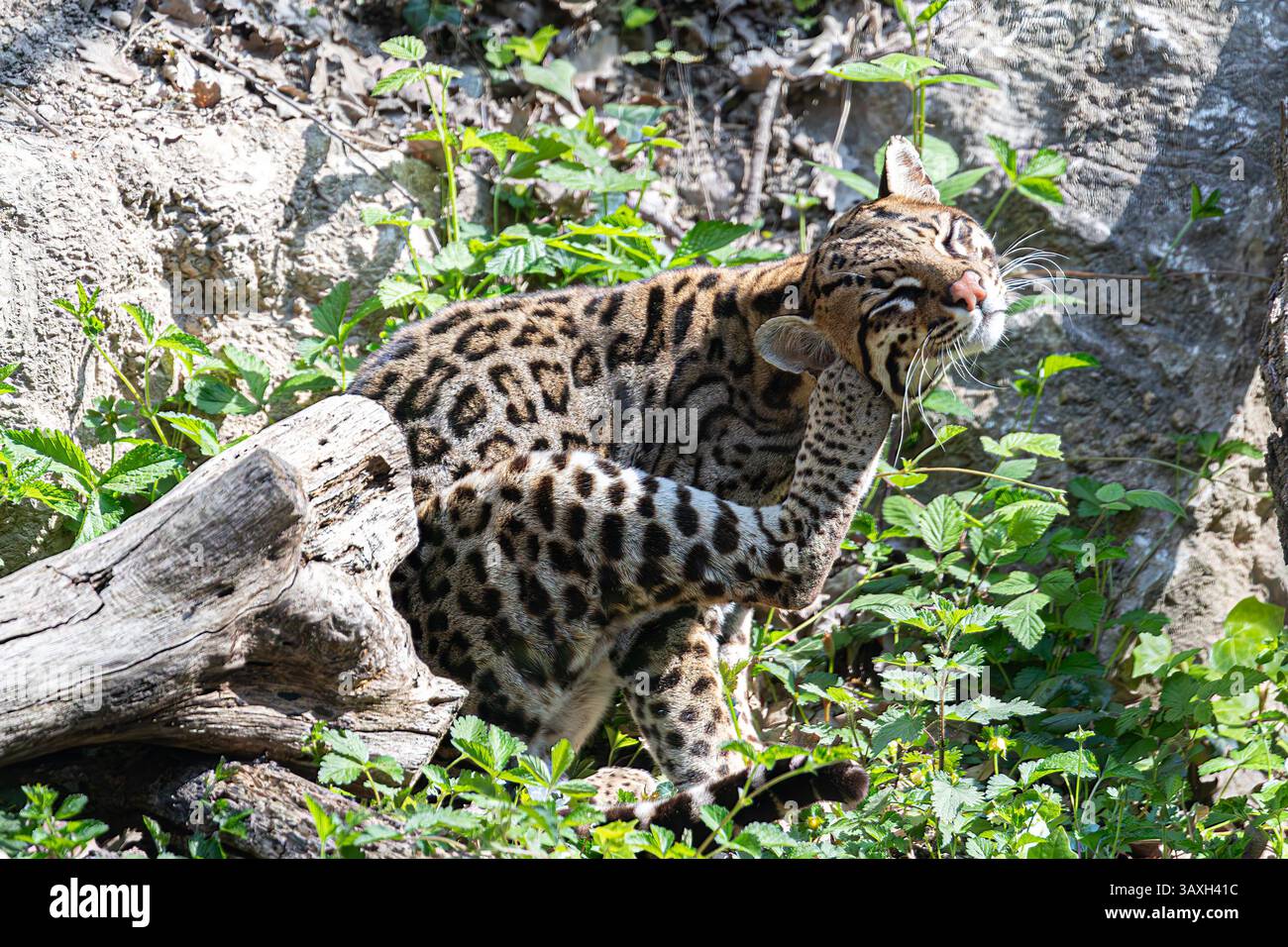 Dynamische Action: Wilder Ocelot kratzt sich selbst. Zeigt Agilität und natürliches Verhalten. Stockfoto