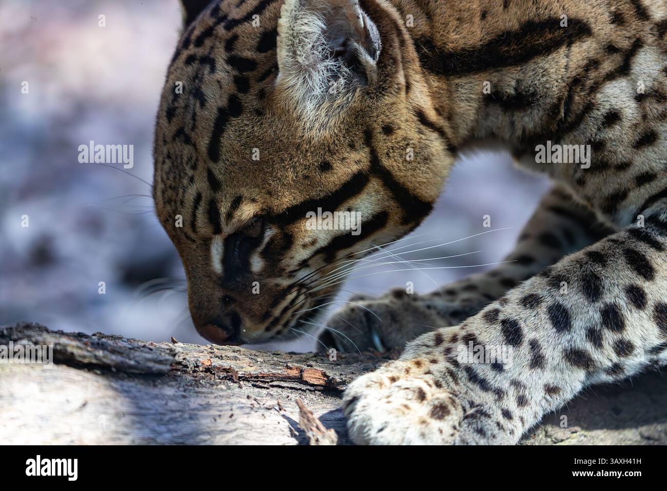 Extreme Close-up: Ozelot-Nase schnüffelt einen Stamm. Zeigt neugieriges Verhalten und Gesichtsdetails. Tierwelt. Stockfoto