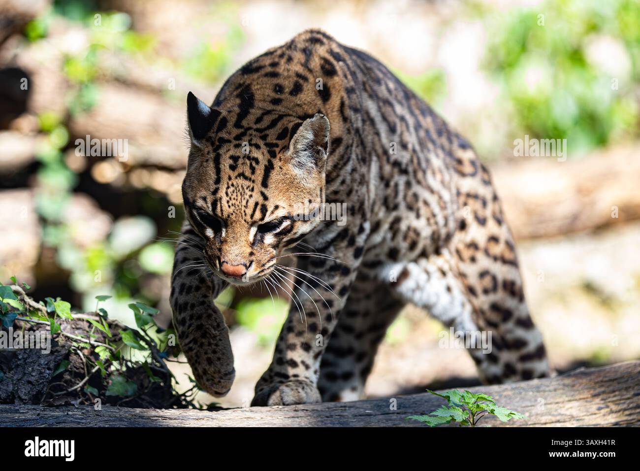 Ozelot geht zur Kamera. Aus nächster Nähe eine gefleckte Wildkatze, die sich durch den Lebensraum bewegt. Stockfoto