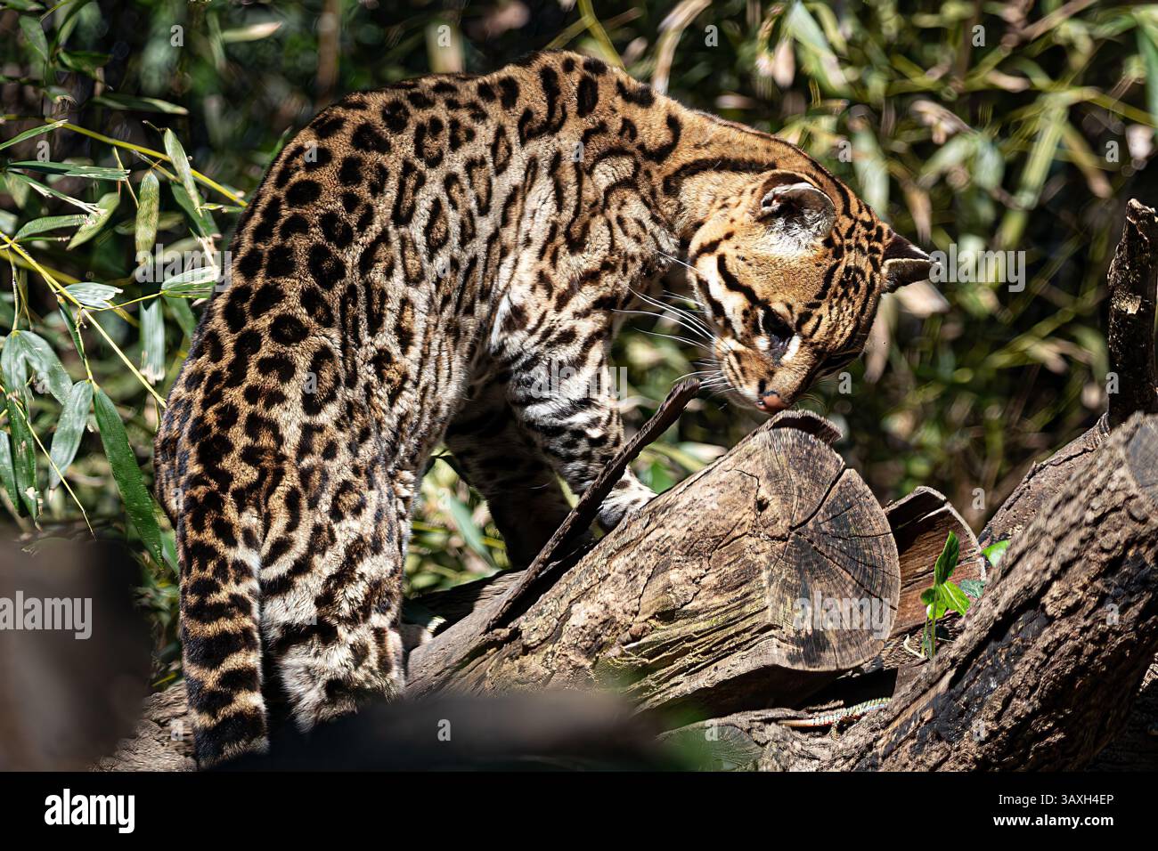 Wilder Ocelot auf einem Baumstamm, der nach unten blickt. Zeigt gefleckten Körper und anmutige Posen in natürlicher Umgebung. Stockfoto