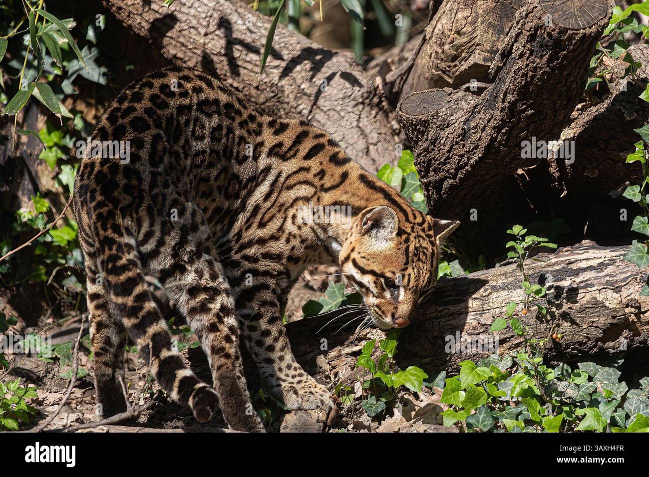 Wilder Ocelot, der auf einem Baumstamm steht. Mit geflecktem Körper und anmutiger Pose in natürlicher Umgebung. Stockfoto