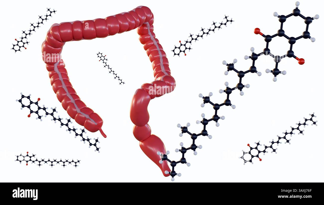 3D-Darstellung von Vitamin-K-Molekülen und Dickdarm, was auf Resorption in die Darmschleimhaut hindeutet. Stockfoto
