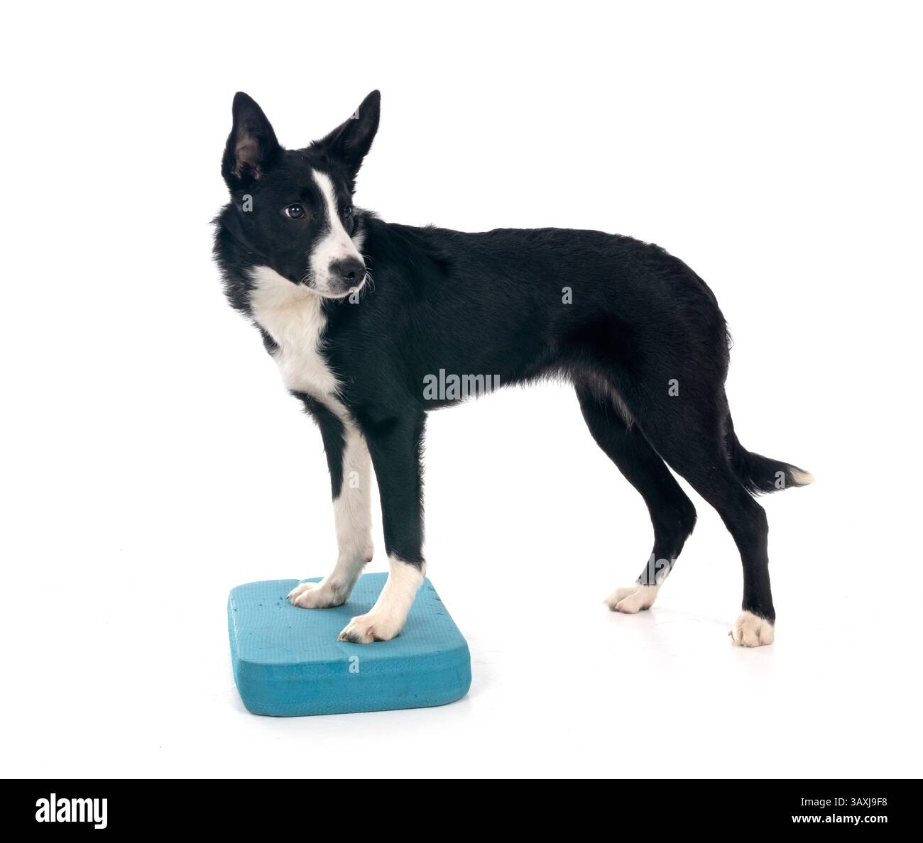 Welpen Border Collie vor weißem Hintergrund Stockfoto