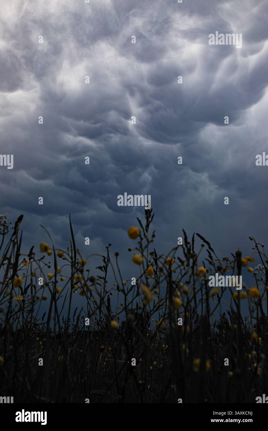 Dunkle Mammus-Sturmwolken schweben über einem Feld aus gelben Wildblumen und schaffen einen starken Kontrast zwischen der Weichheit der Natur und der Intensität Stockfoto