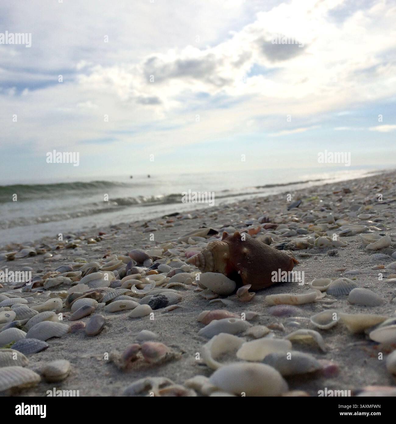 1. Dezember 2015 – USA – Bowman's Beach und einige andere auf Sanibel Island werden routinemäßig zu den besten Stränden der Nation ernannt, weil sie weichen Sand und tausende Muscheln täglich an Land waschen. (Bild: © Jim Buchta/TNS via ZUMA Wire) Stockfoto