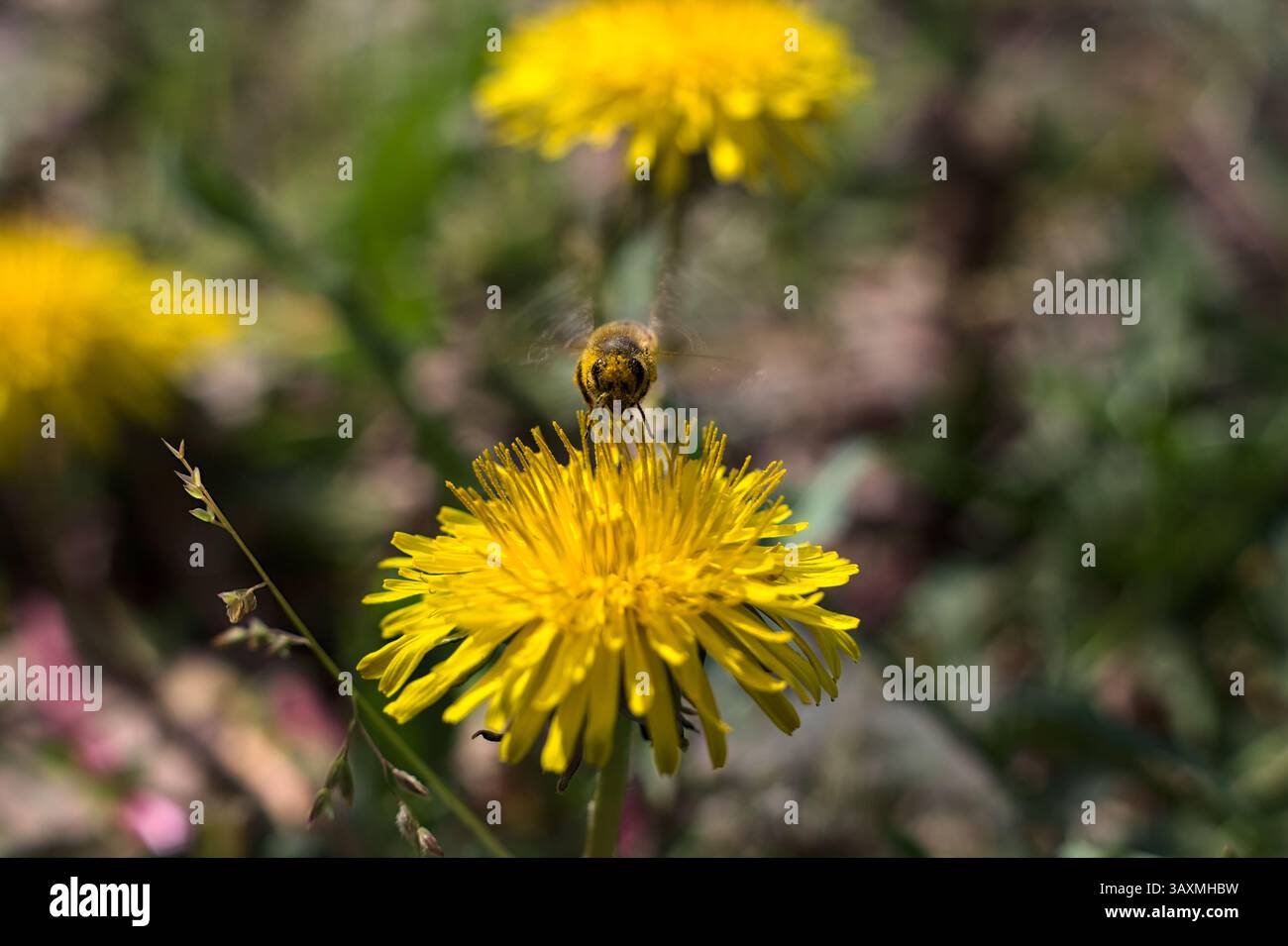 Biene bedeckt mit Pollen von einem gelben Löwenzahn, der aus nächster Nähe darauf steht Stockfoto