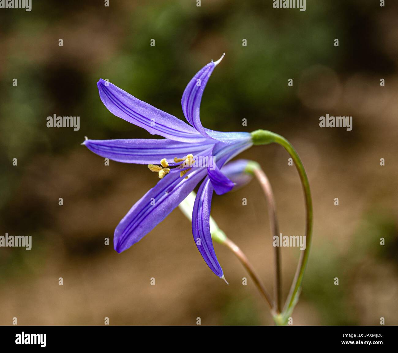 Das Bild zeigt eine Blume mit violetten Blüten, mit Staubblättern und gelben Antheren. Der Hintergrund ist mit neutralen Tönen verschwommen. Stockfoto