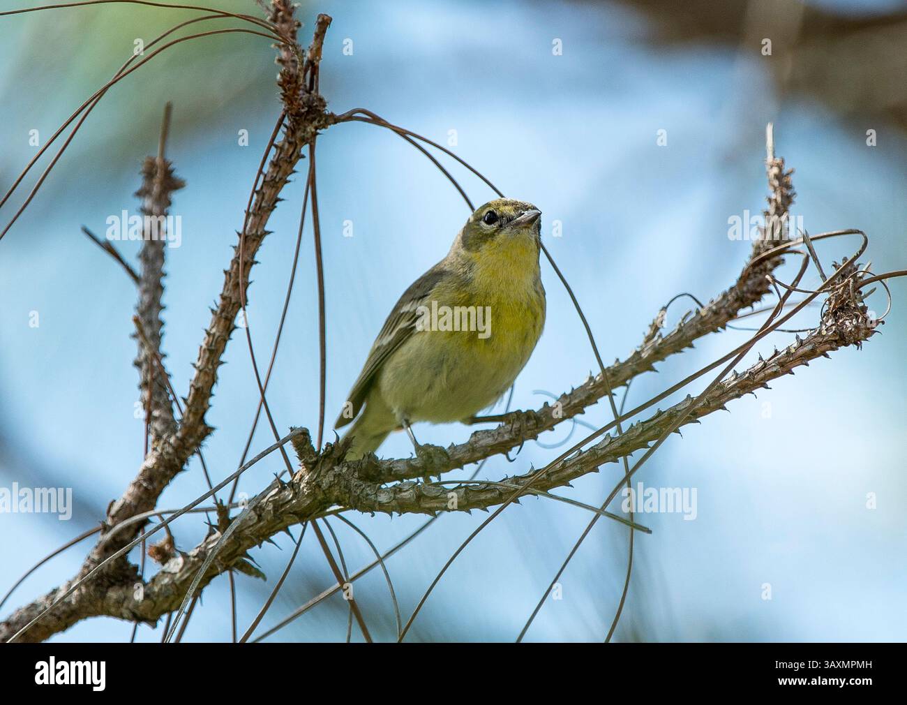 Februar 2017: Pine Warbler (Setophaga pinus) Joe Overstreet Landing, Kenansville, FL Romeo T Guzman/Cal Sport Media (Credit Image: &Copy; Romeo Guzman/CSM via ZUMA Wire) Stockfoto