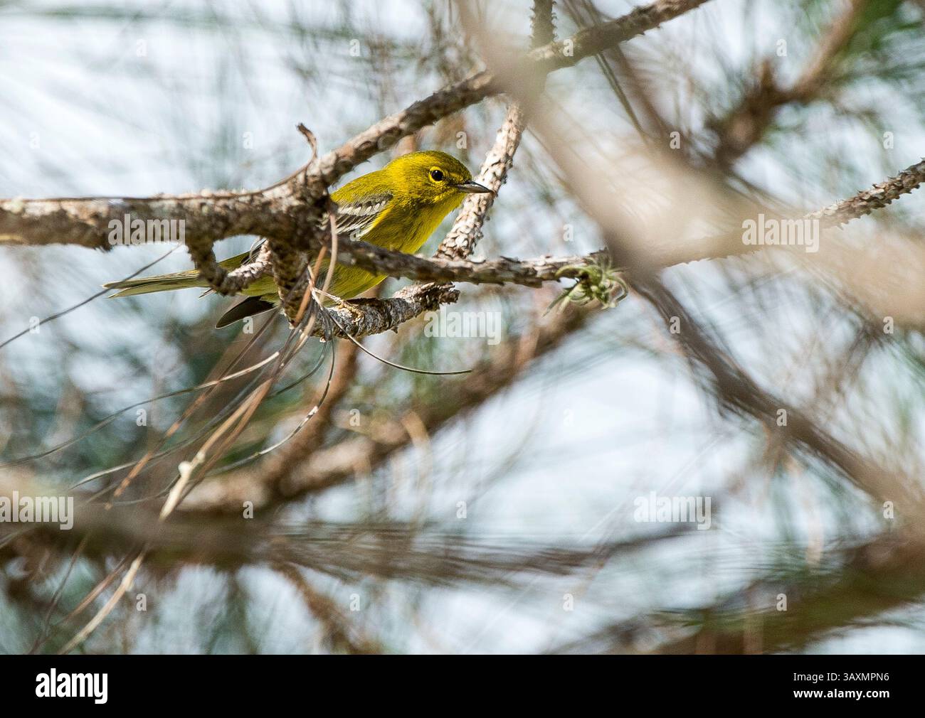Februar 2017: Pine Warbler (Setophaga pinus) Joe Overstreet Landing, Kenansville, FL Romeo T Guzman/Cal Sport Media (Credit Image: &Copy; Romeo Guzman/CSM via ZUMA Wire) Stockfoto