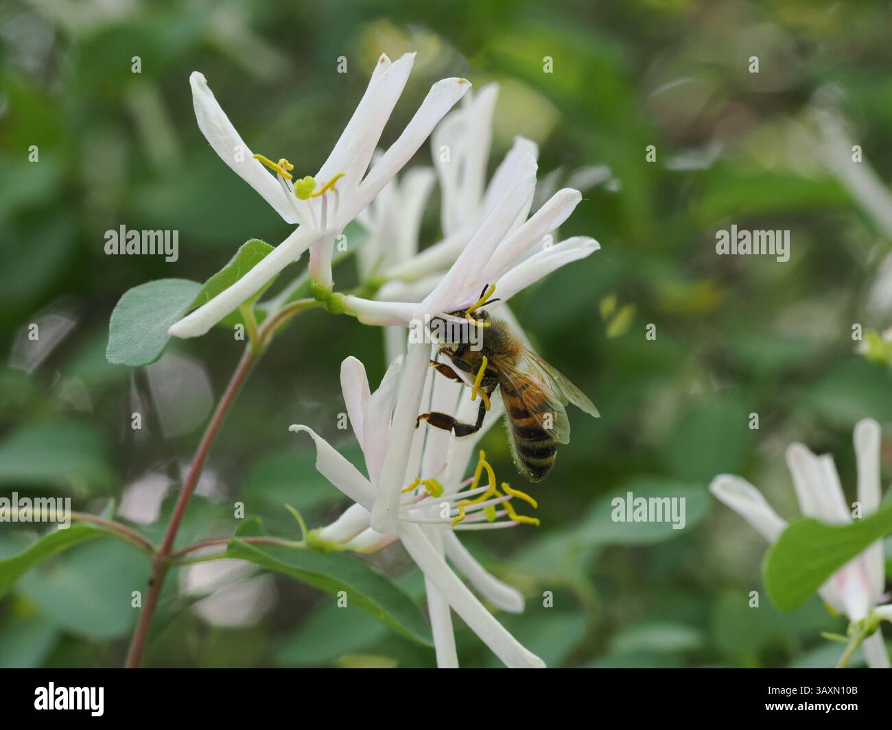 Das Bild zeigt eine Biene, die Nektar aus der weißen Blüte einer Rebe sammelt. Die Blüte hat weiße Blüten und gelbe Staubblätter, mit verschwommenen grünen Blättern und Stockfoto