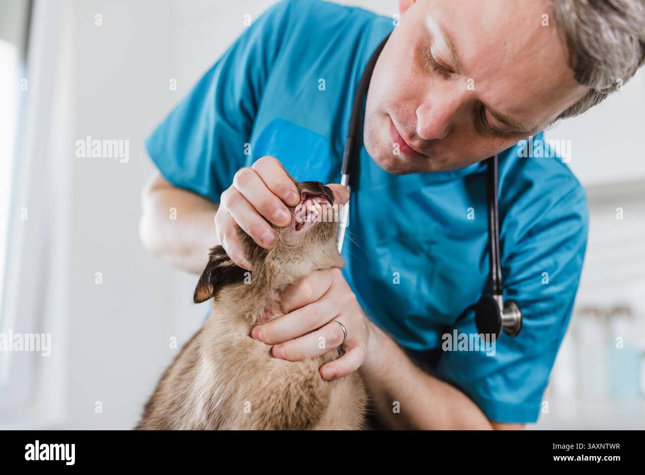 Zahnärztliche Untersuchung in der Tierklinik durch einen Tierarzt, um die Zahngesundheit der schönen Bengalkatze zu bestimmen. Stockfoto