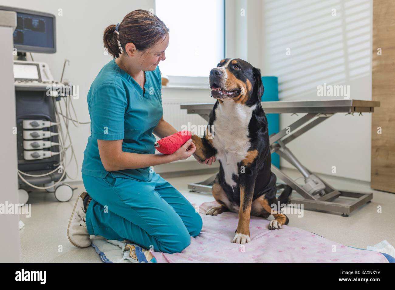 Eine Tierärztin untersucht einen fröhlichen Hund in einer gut ausgestatteten Tierarztklinik aufmerksam. Sie sorgt für sanfte Pflege und Sicherheit und zeigt sie Stockfoto