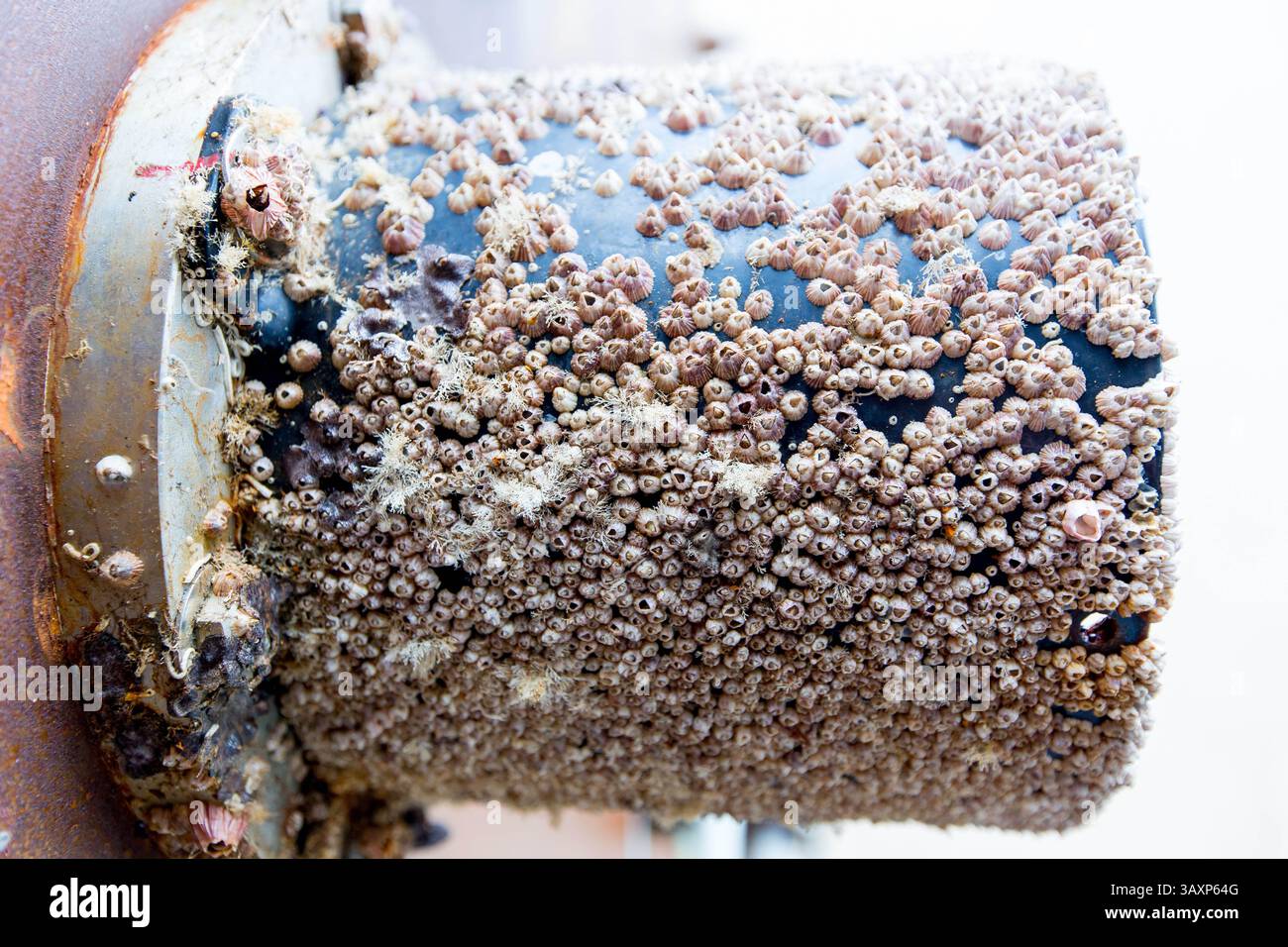 12. Januar 2016 – Seattle, Washington, USA – Barnacle bedeckte einen Prototyp-Server, nachdem er vom Meeresboden vor der kalifornischen Küste hochgehoben wurde. Project Natick ist ein Microsoft-Forschungsprojekt zur Herstellung und zum Betrieb eines Unterwasser-Rechenzentrums. Die Unterwasserlagerung von Rechenzentren trägt dazu bei, ihre Inhalte zu niedrigen Kosten kühl zu halten. Projekt Natick versucht, die Vorteile und Schwierigkeiten der weltweiten Bereitstellung von Unterwasser-Rechenzentren zu verstehen. Das erste Versuchsschiff, das nach einer beliebten Xbox-Spielfigur Leona Philpot getauft wurde, wurde auf dem Meeresboden etwa einen Kilometer von der entfernt betrieben Stockfoto