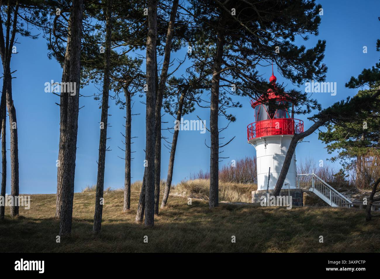Leuchtturm Gellen verdeckt von Pinetrees entlang der Ostseeküste auf Hiddensee, Mecklenburg-Vorpommern, Deutschland, Europa Stockfoto