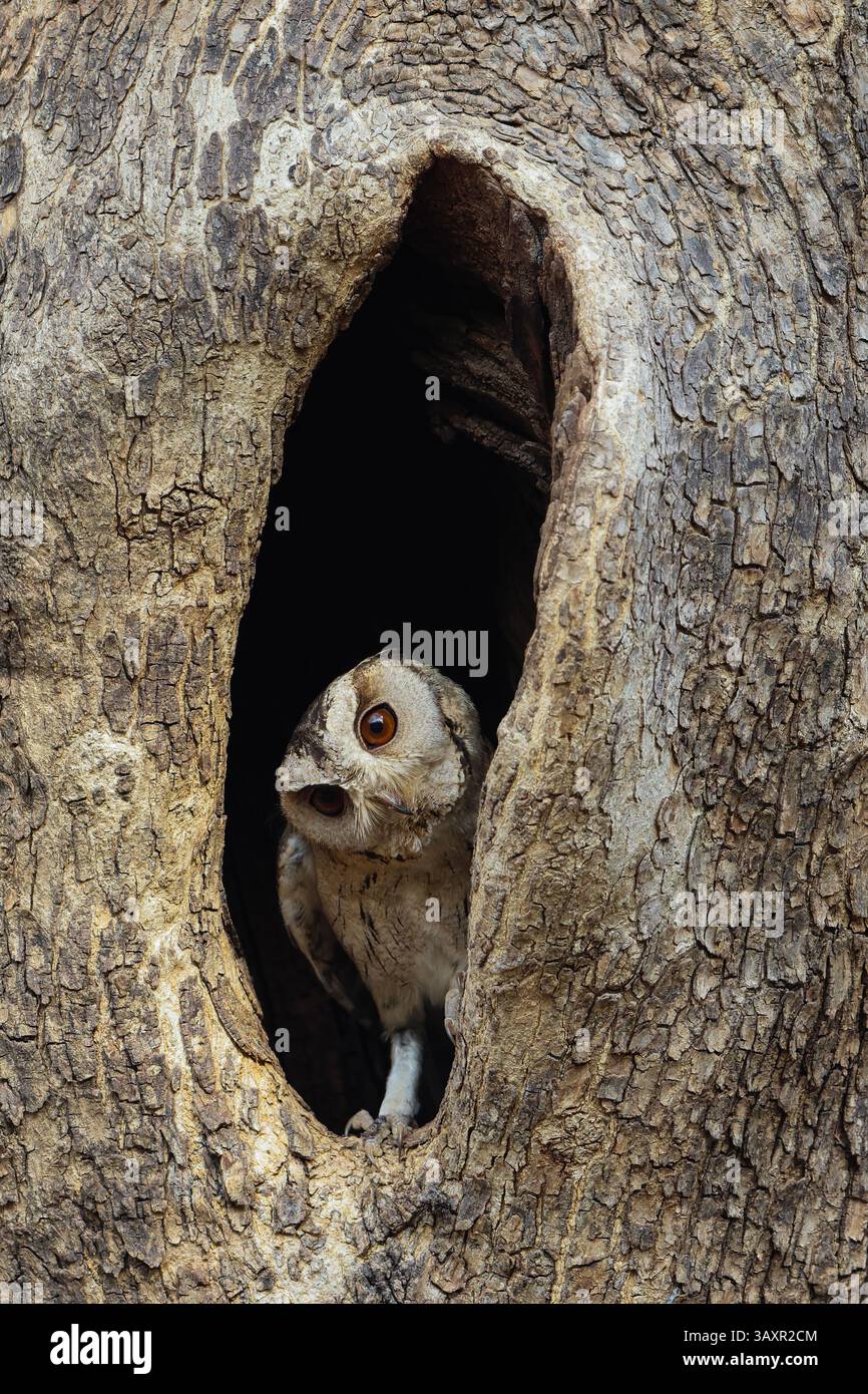 Ein niedlicher Kerl - Indian Scops Owl Stockfoto