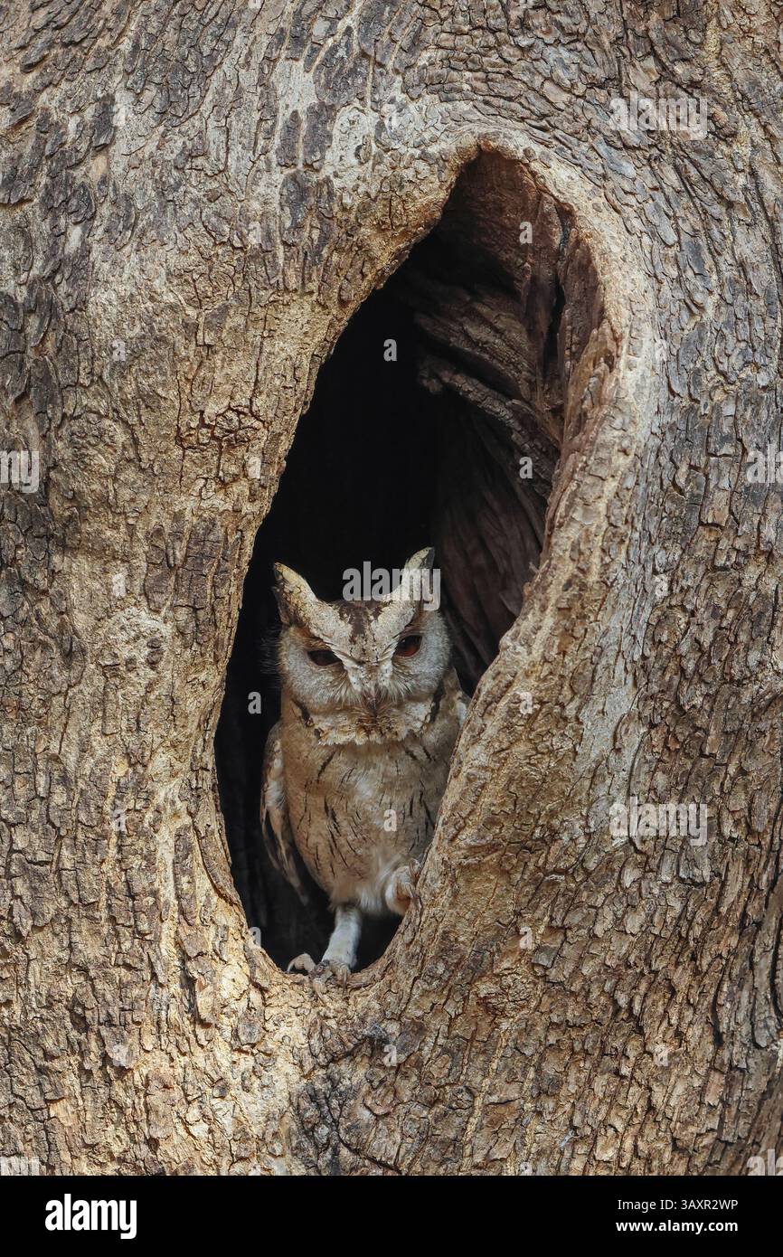 Ein niedlicher Kerl - Indian Scops Owl Stockfoto