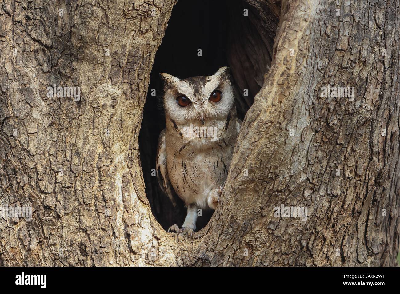 Ein niedlicher Kerl - Indian Scops Owl Stockfoto