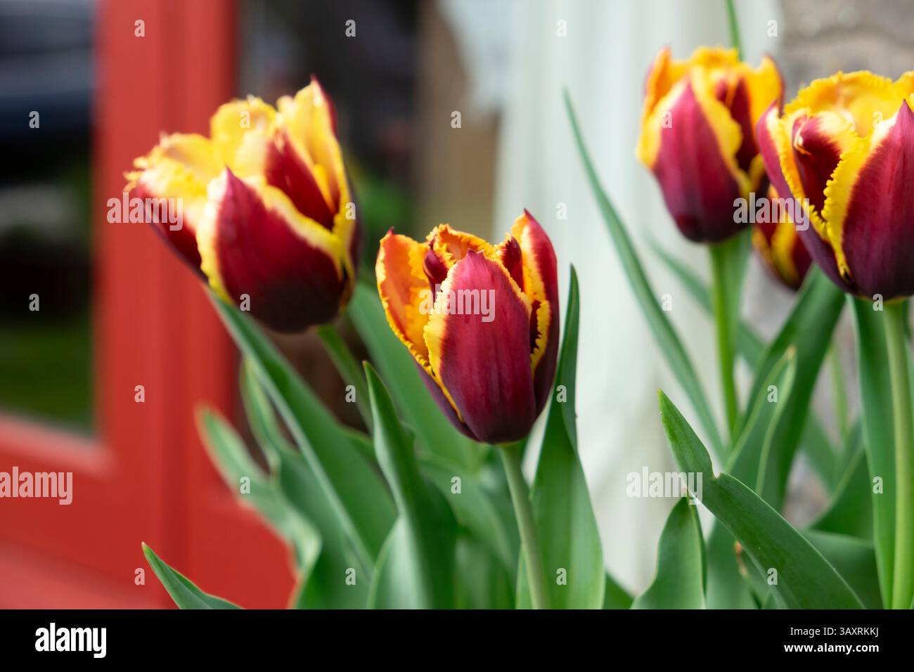 Rote kastaniengelbe Triumph Tulpe Tulipa Gavota spezielle Tulpen Fransenblätter in Blüte April Garten im Frühling Wales Großbritannien Großbritannien 2025 KATHY DEWITT Stockfoto