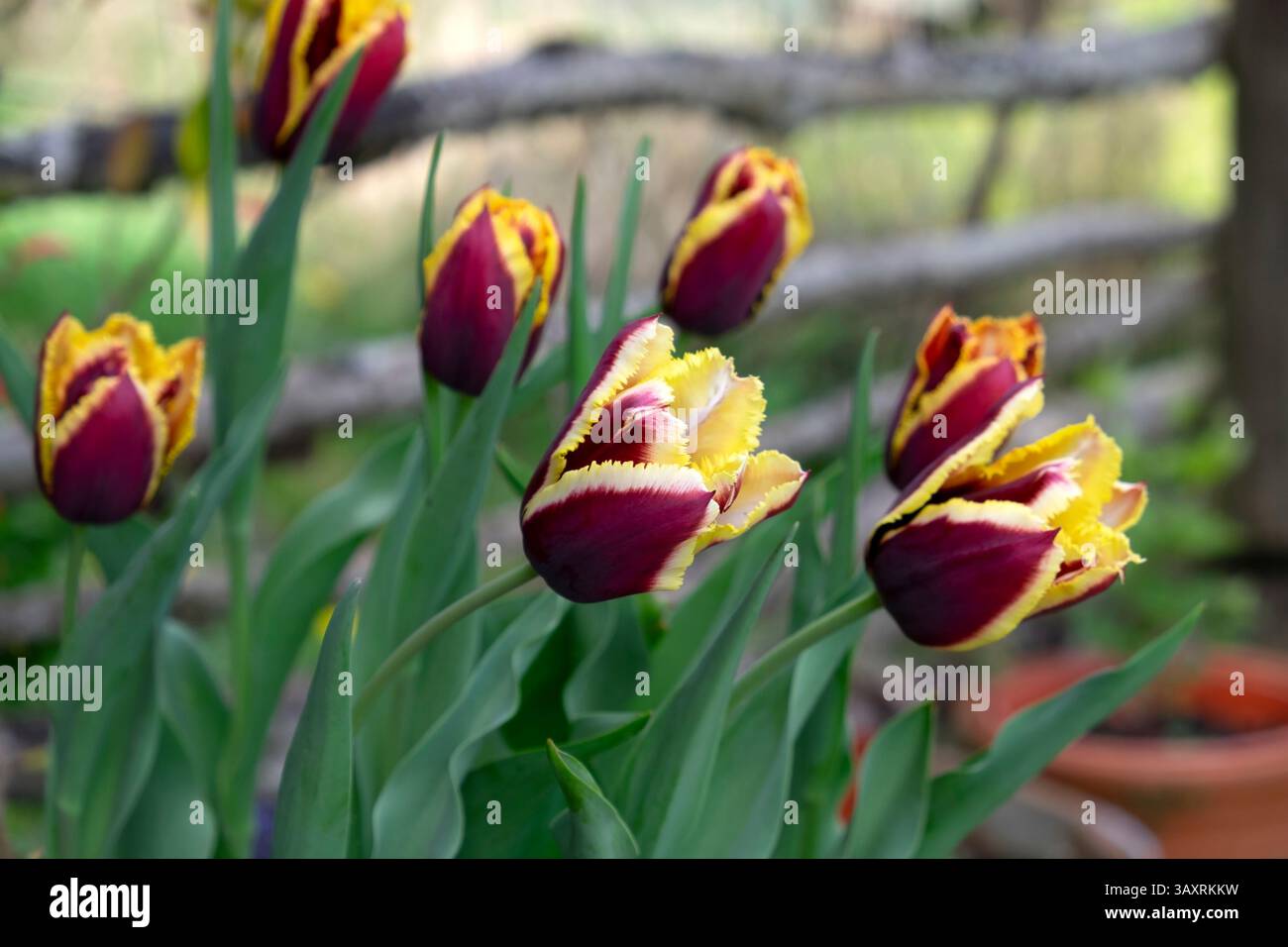 Rote kastaniengelbe Triumph Tulpe Tulipa Gavota spezielle Tulpen Fransenblätter in Blüte April Garten im Frühling Wales Großbritannien Großbritannien 2025 KATHY DEWITT Stockfoto