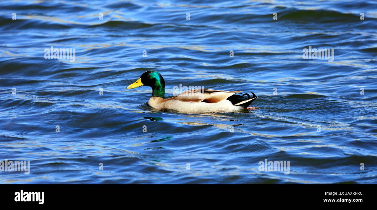 Stocktier drake - anas platyrhynchos, Cardiff, South Wales, Vereinigtes Königreich, Vereinigtes Königreich. Vom April 2025 im Frühjahr Stockfoto