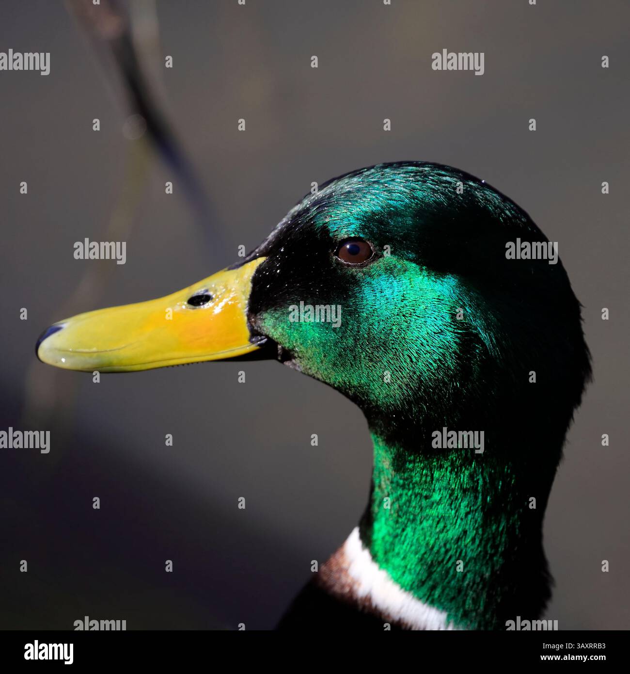 Stockenten drake's Head - anas platyrhynchos, Cardiff, South Wales, Vereinigtes Königreich, Vereinigtes Königreich. Vom April 2025 im Frühjahr Stockfoto