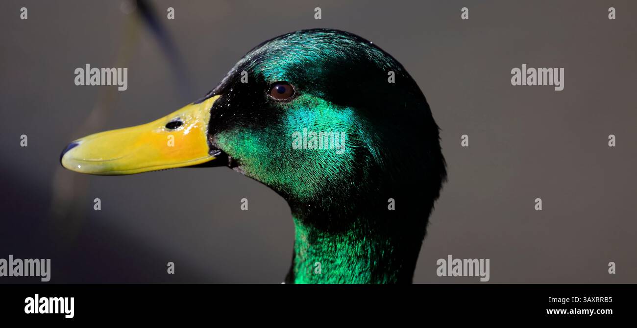 Stockenten drake's Head - anas platyrhynchos, Cardiff, South Wales, Vereinigtes Königreich, Vereinigtes Königreich. Vom April 2025 im Frühjahr Stockfoto