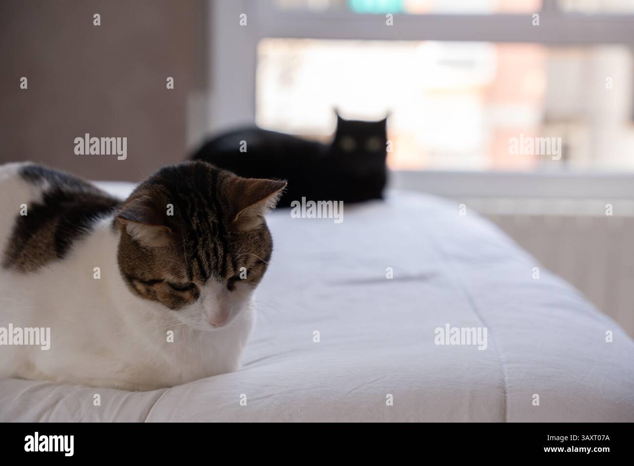 Eine Katze mit einem deprimierten Ausdruck wegen der Ankunft einer neuen Katze Stockfoto