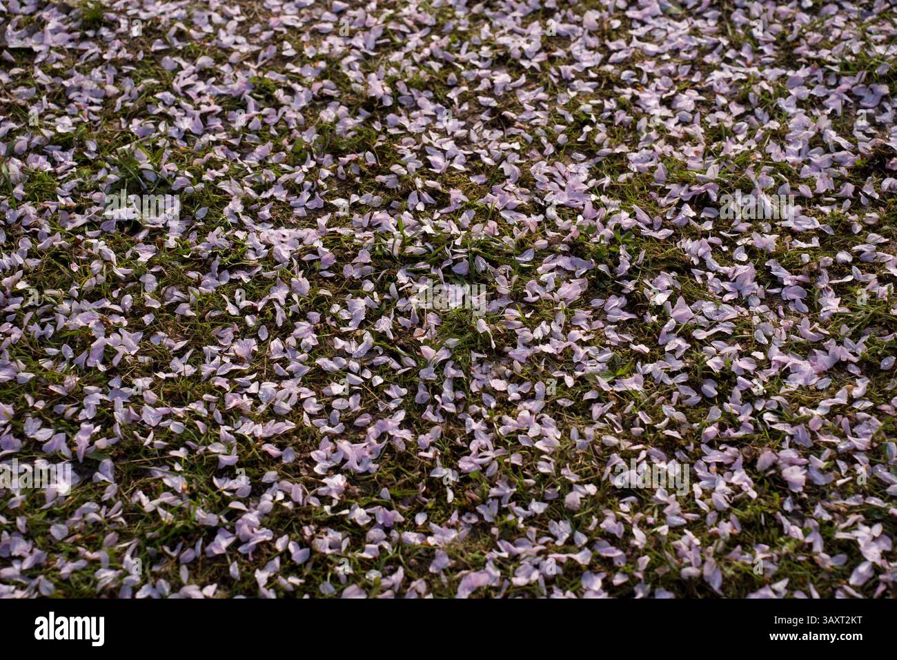 Kirschblütenblätter fallen auf den Boden Stockfoto