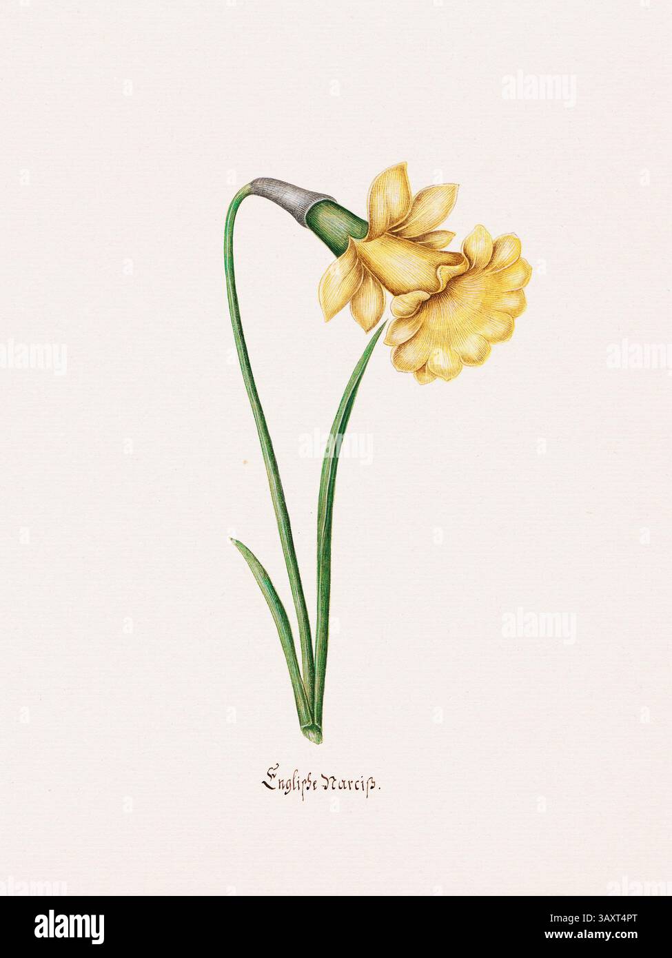 Antike Aquarellblume Illustration aus einem deutschen botanischen Buch aus dem Jahr 1692. Detaillierte Darstellungen der Flora der gemäßigten Zone. Stockfoto