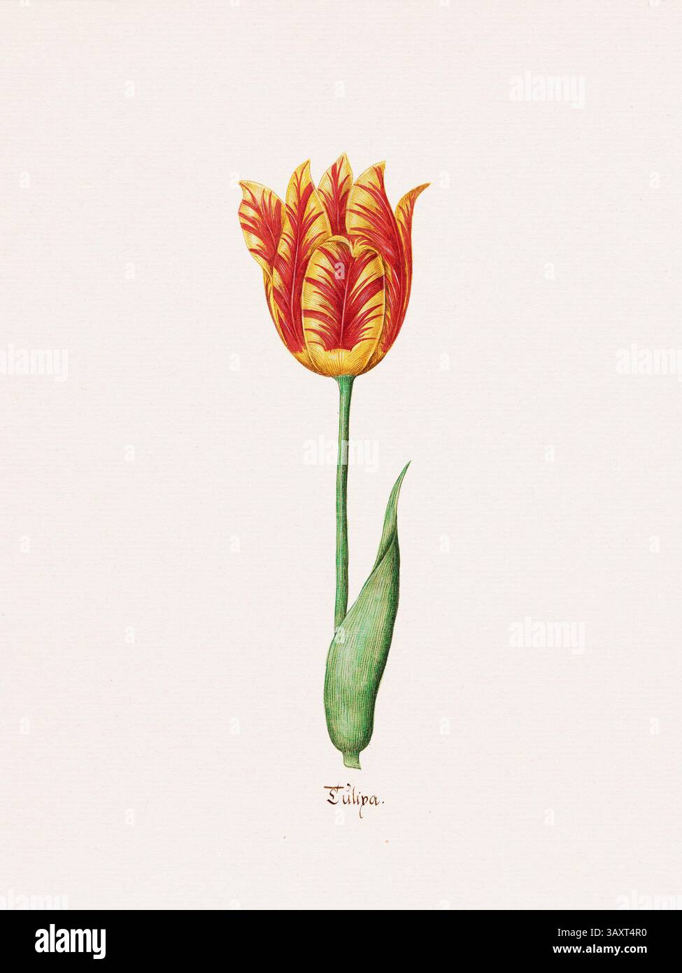 Antike Aquarellblume Illustration aus einem deutschen botanischen Buch aus dem Jahr 1692. Detaillierte Darstellungen der Flora der gemäßigten Zone. Stockfoto